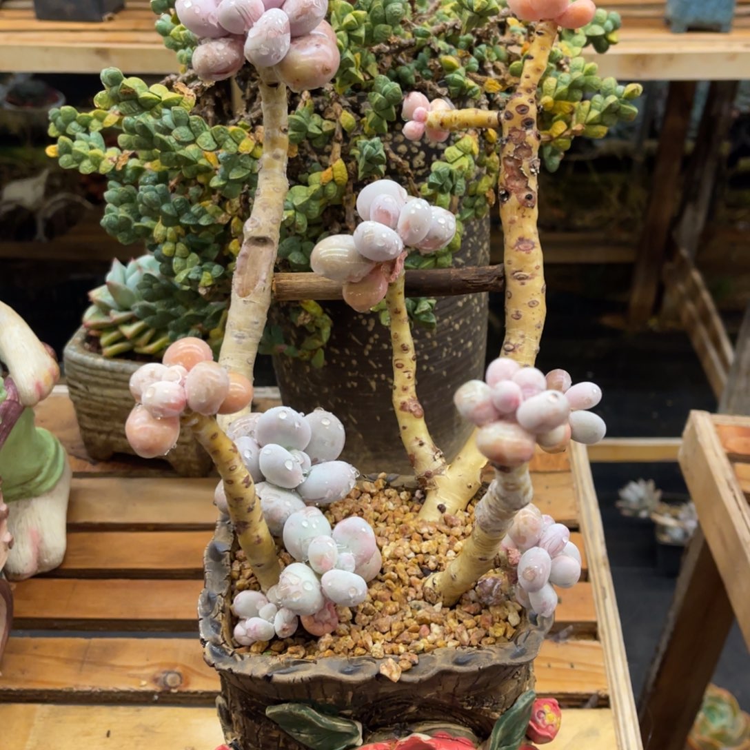 k***y4884488448454554455454