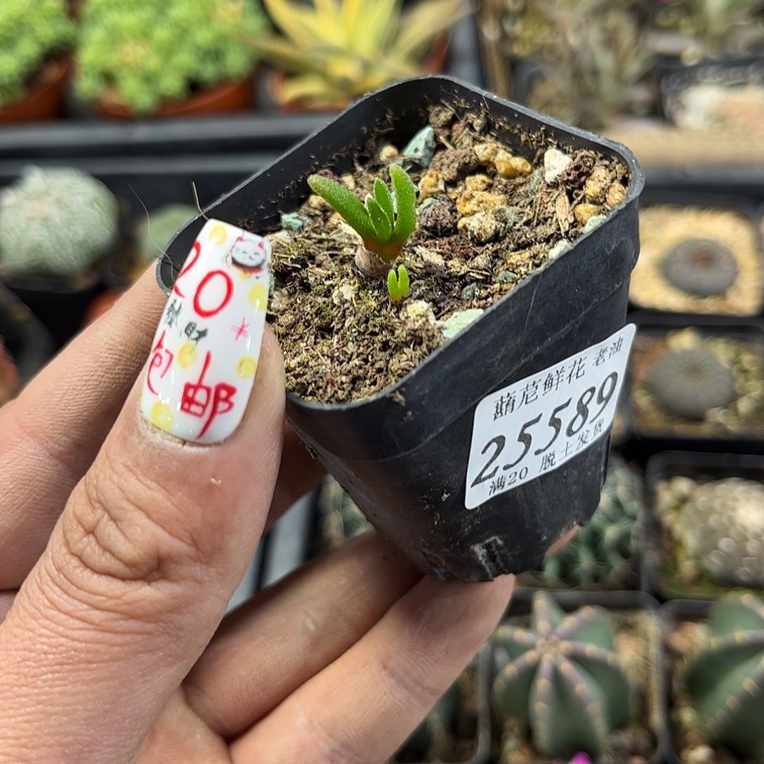 C****25589一物一拍单头