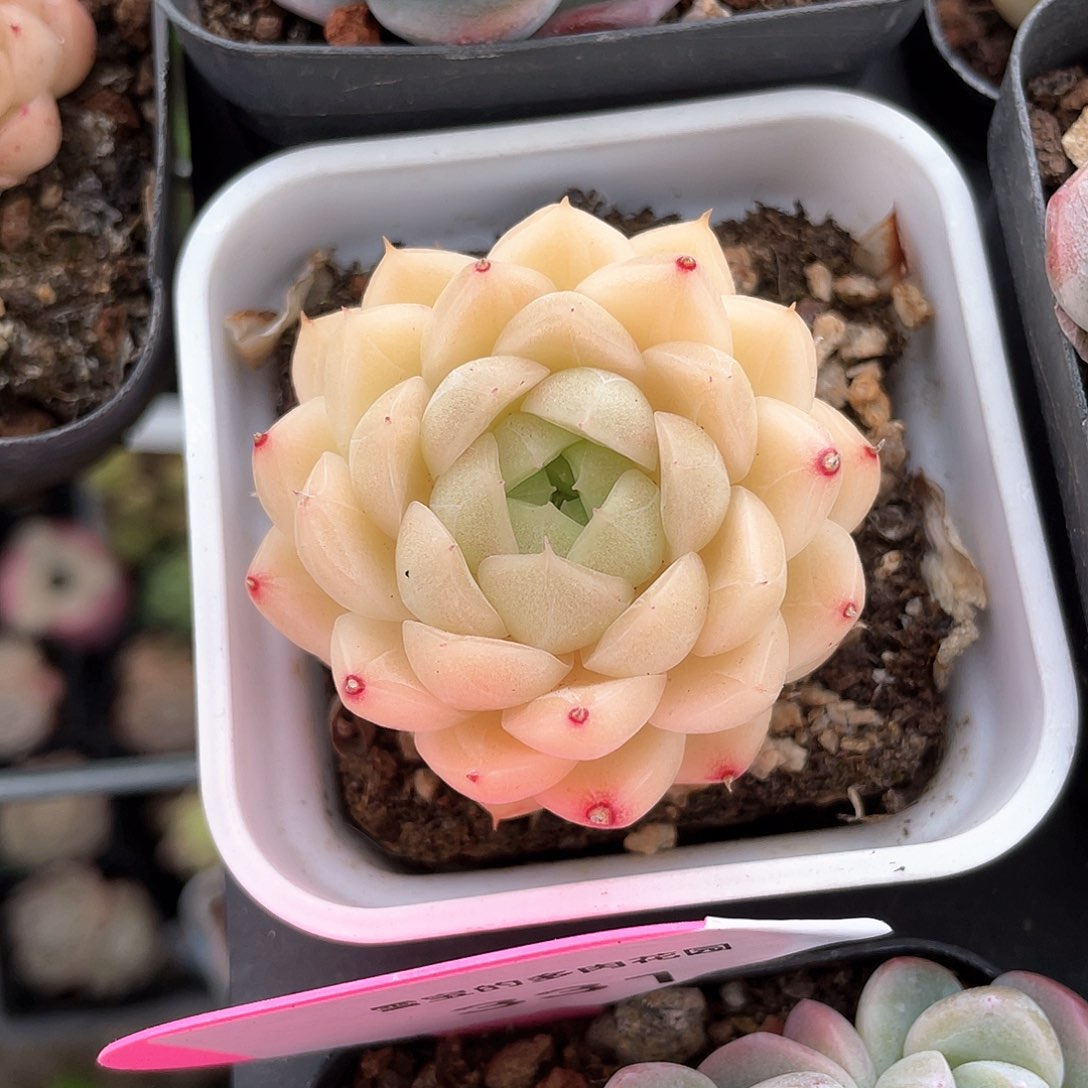 优选麦秆福利323