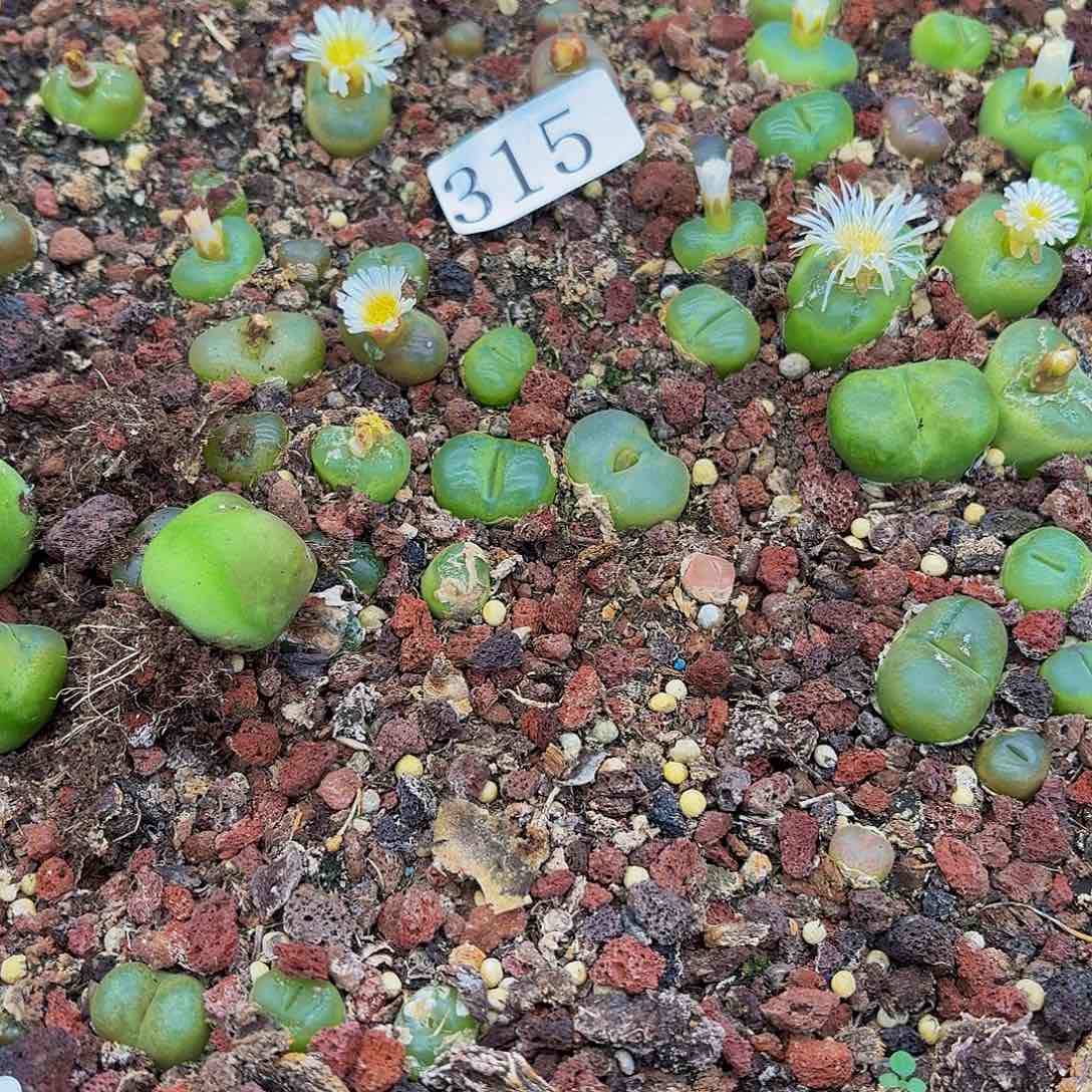 乔*多肉植物多肉植物315