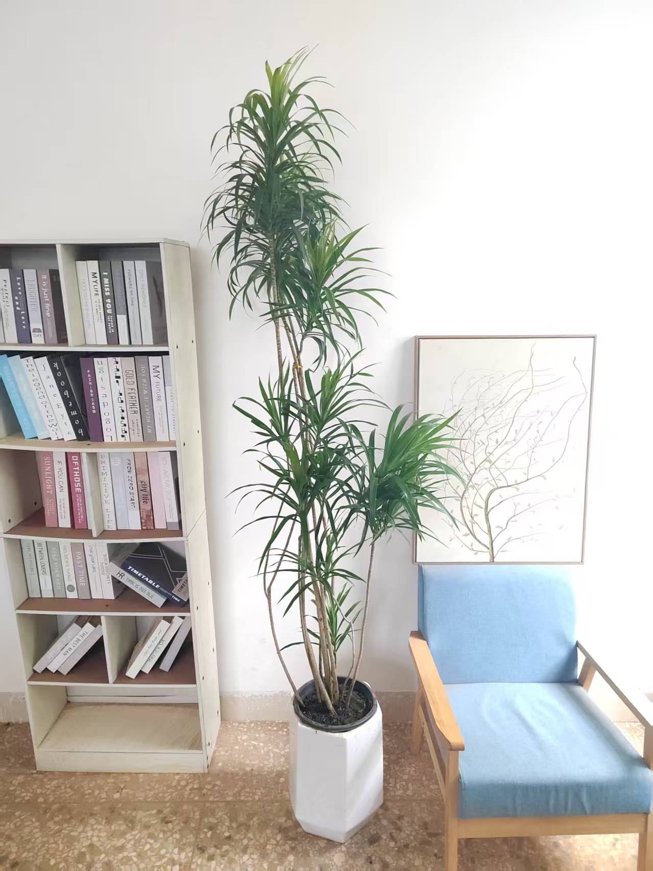 细叶柳叶百合竹网红室内绿植直播间绿植盆栽基地耐荫好养