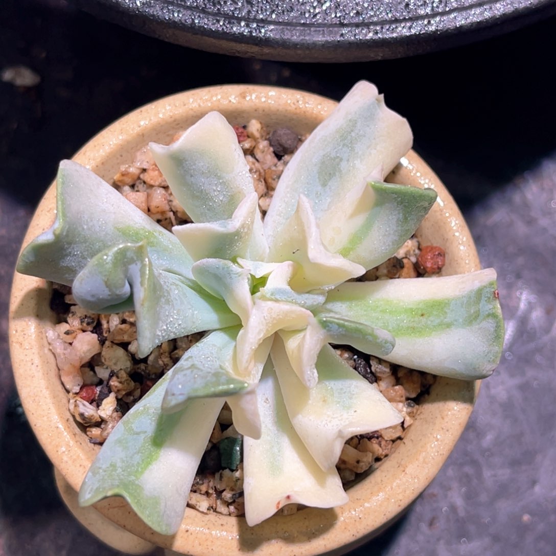 多肉特价特玉莲锦头盖