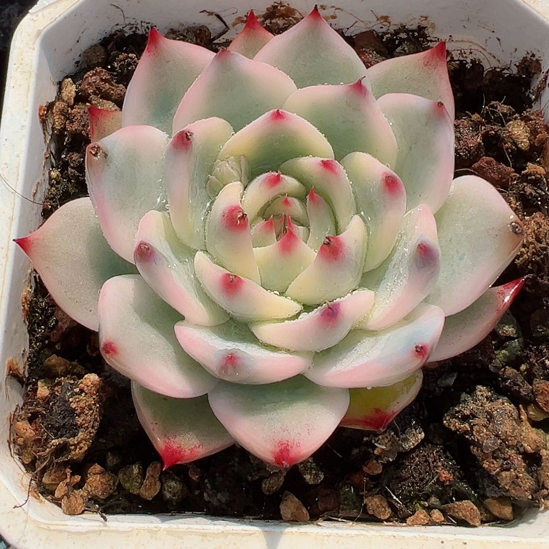 吉娃娃锦，覆轮锦