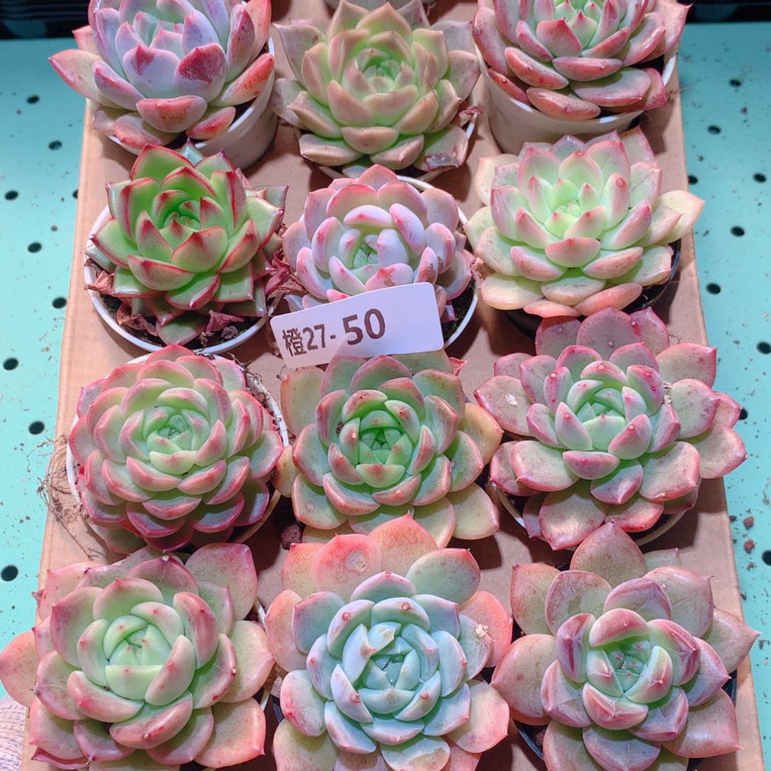 27-50一物一拍多肉带盆18颗