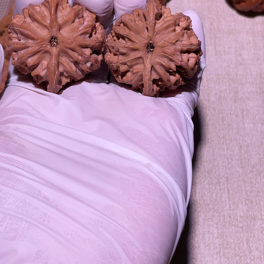 【闪购商品】40苹果园