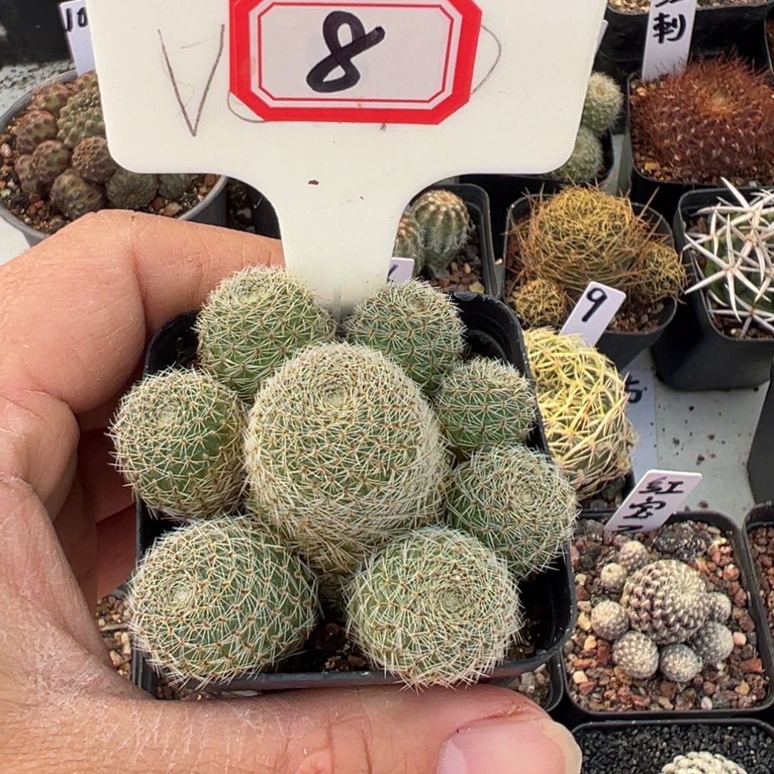 浅***浅8往事多肉园仙人球开花了