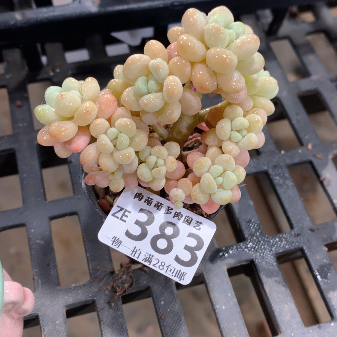 肉萌萌拇指盆精控多肉ZE383