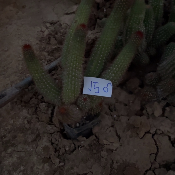 冰***洁J56金妞杏巨人25////