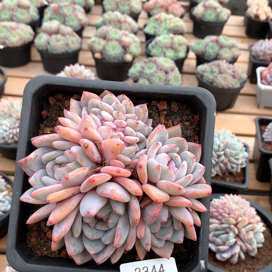 13.5厘米有砍星影朵朵缀3344