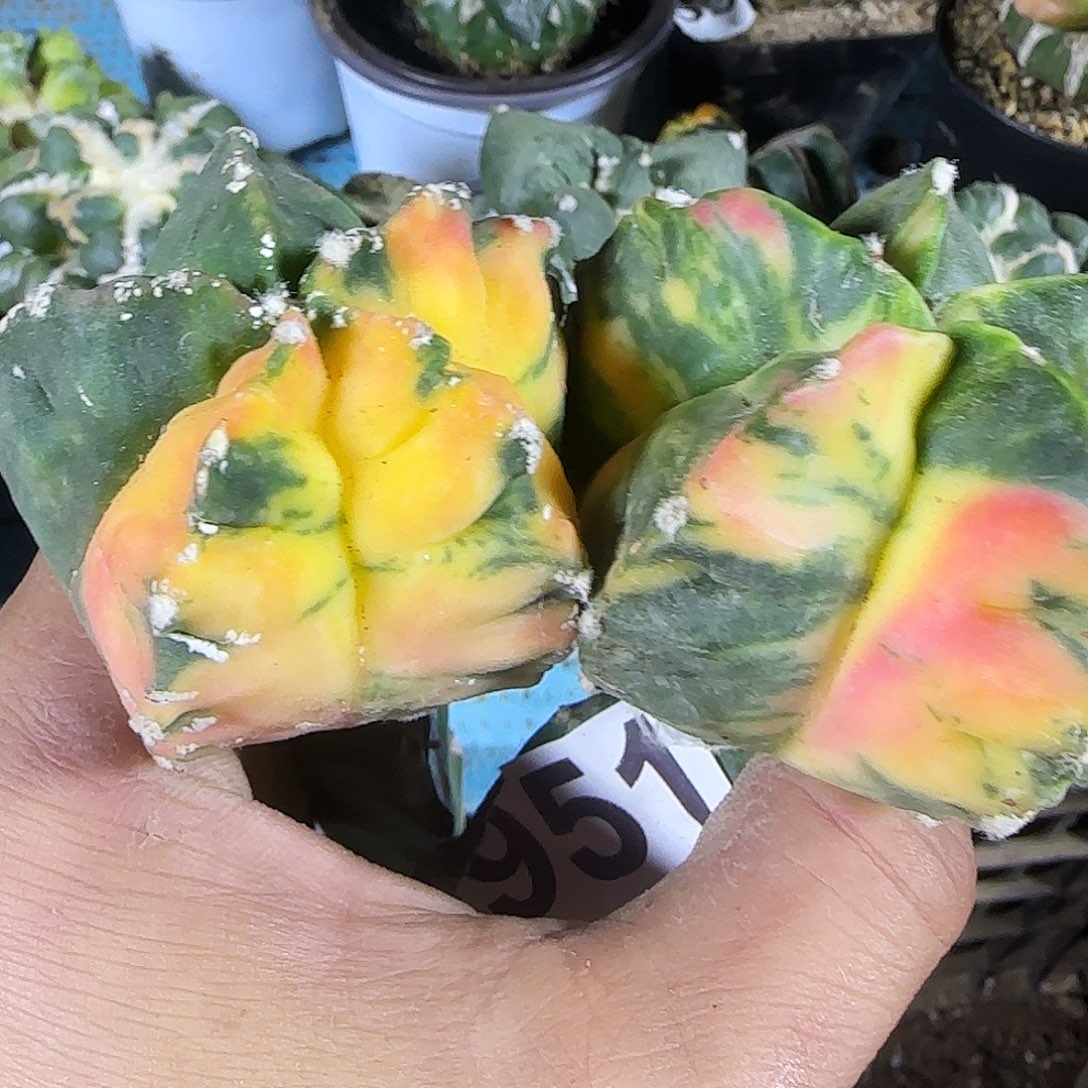 两个鸾锦951仙人球的