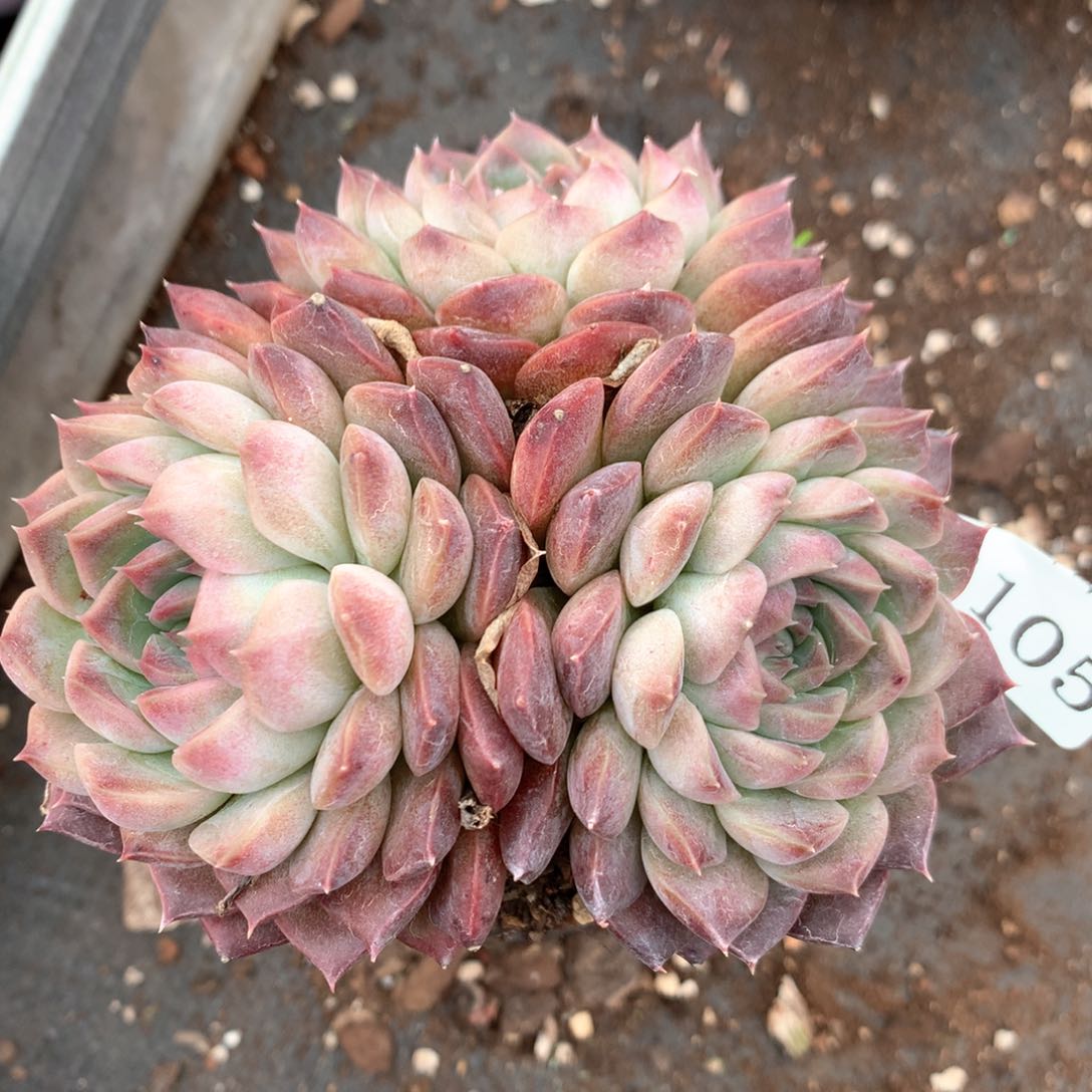 平**士2105杂交多肉植物