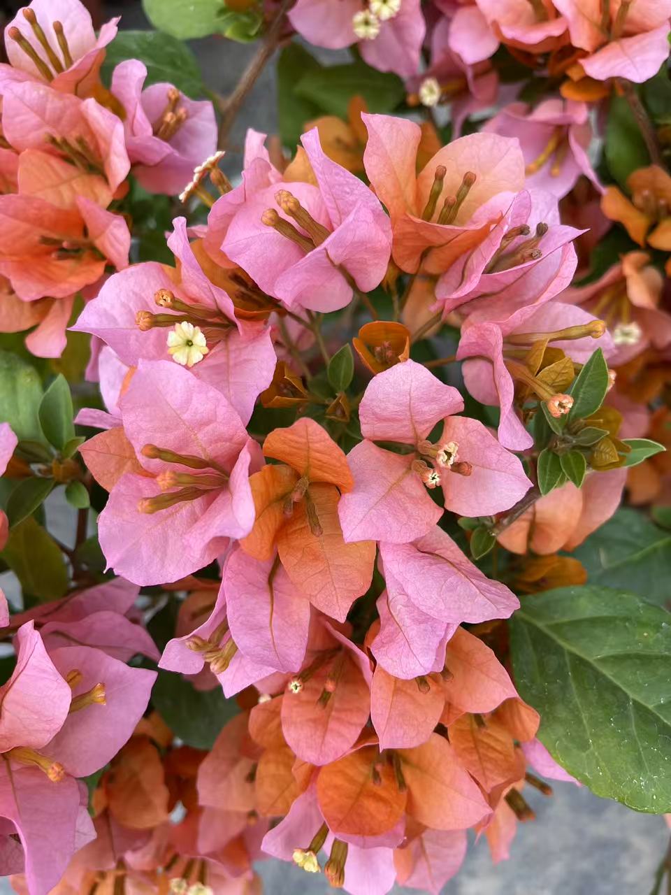 【金发女郎】三角梅渐变成粉盆栽爬藤植物四季花基地绿植原土带花发