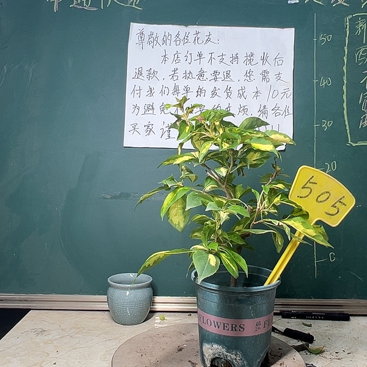 完全开放        金心双色505     