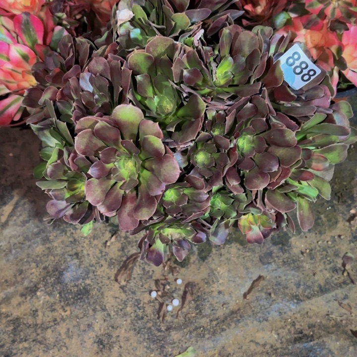 888邵修七彩多肉植物不售后