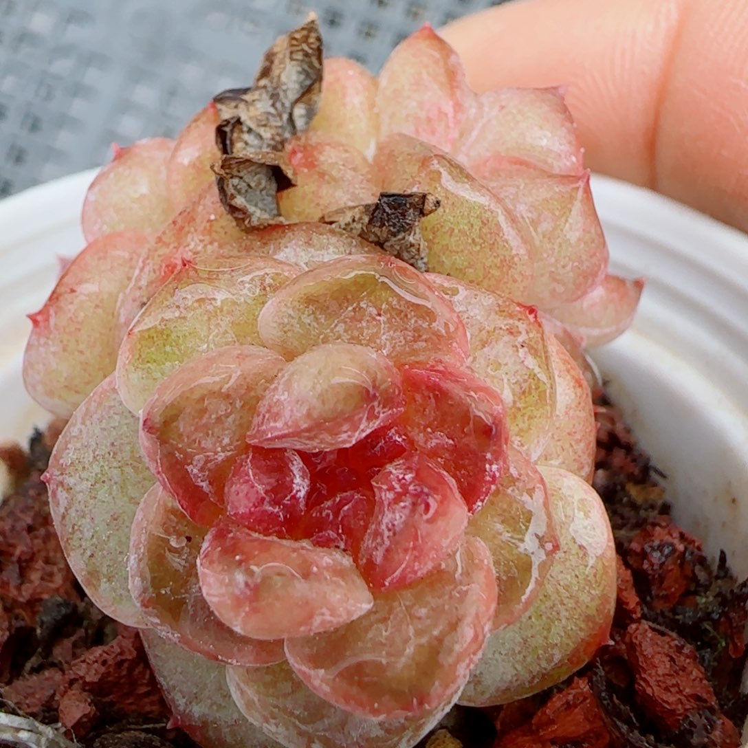 【闪购商品】0414-92糖心福利