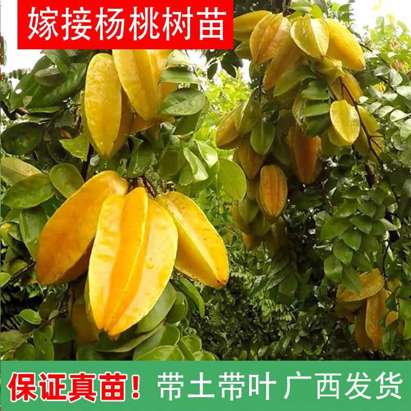 台湾甜杨桃果特大树苗纯正嫁接四季南方种植盆栽庭院四季带土带叶