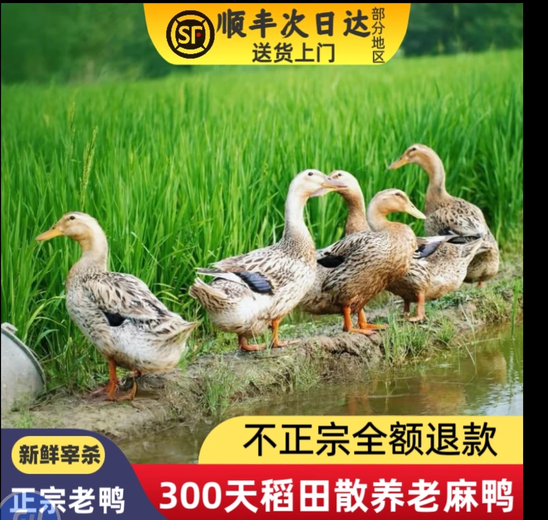 自然生长襄阳农村五谷喂养新鲜宰杀土麻鸭