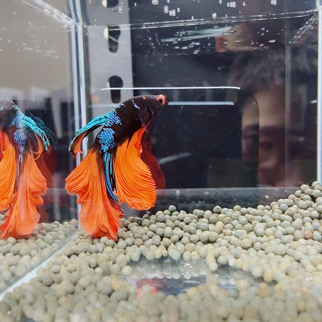 略***官斗鱼黑149号巨斗半月