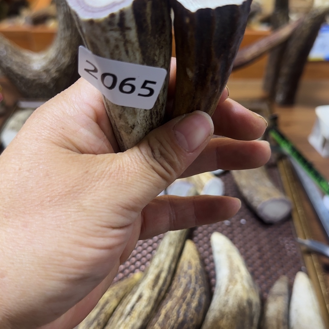 容***厂手串/手链鹿骨角尖2065