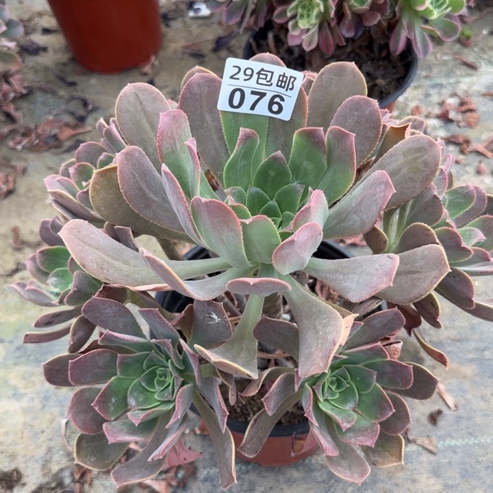 粉仙桃……多肉植物的