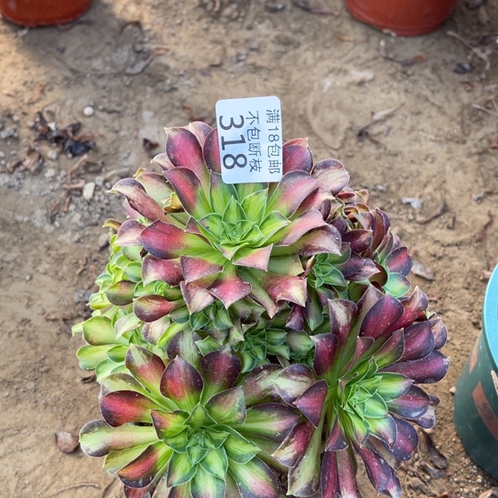 318韶华手捧1号棚