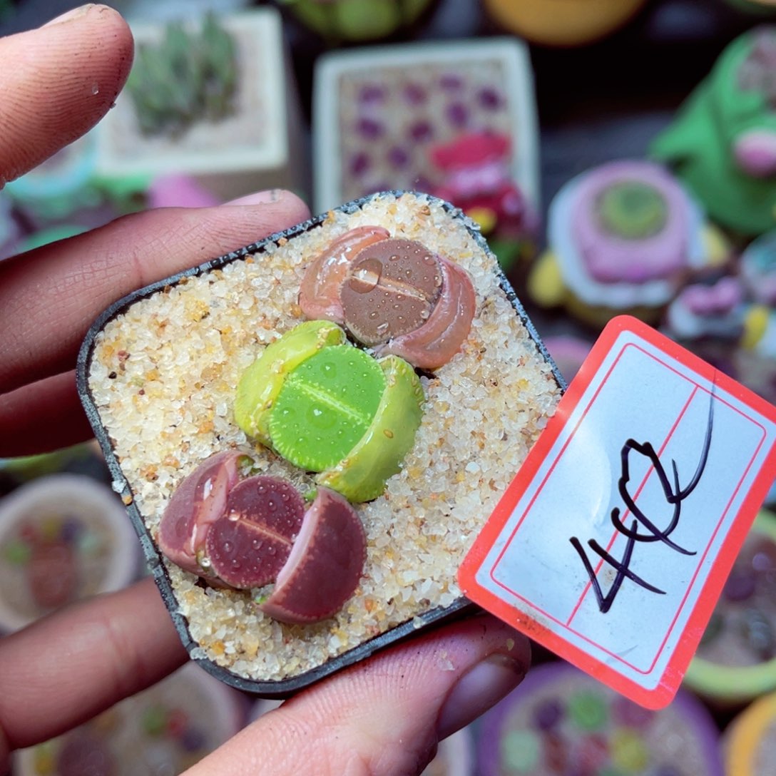 442生石花带盆发