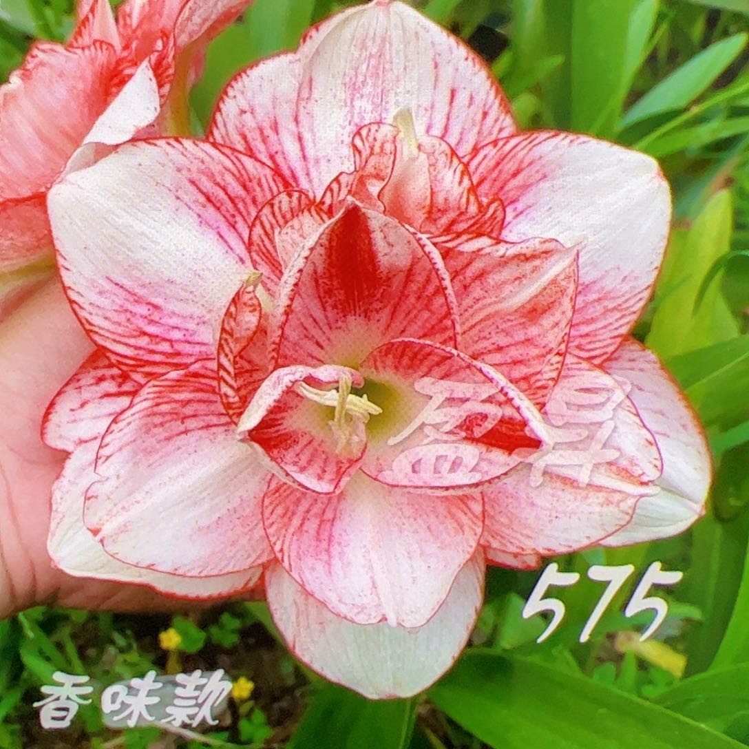 朱顶红575开花球3号