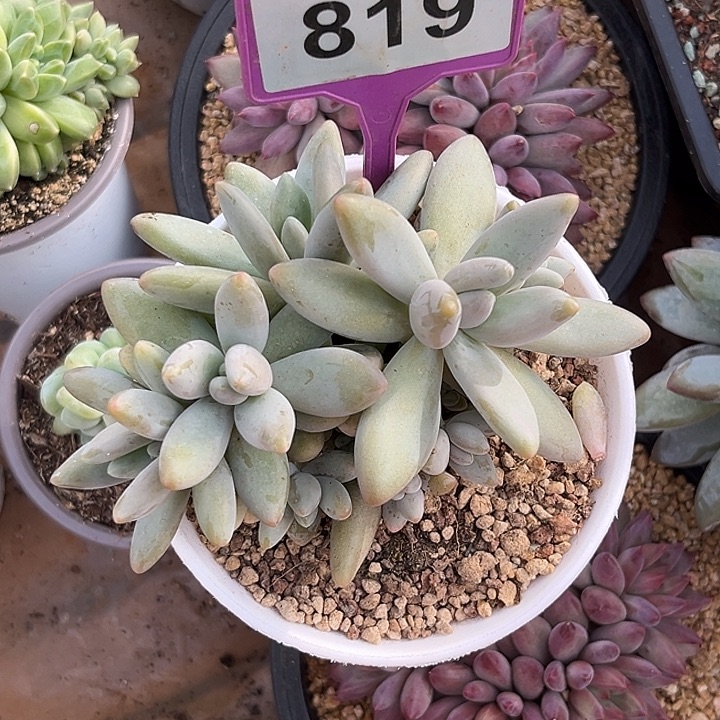多肉植物白兰地819