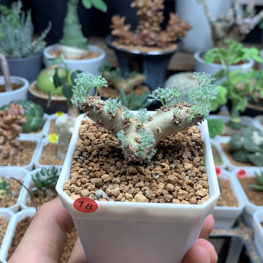 实生白皮月界带盆