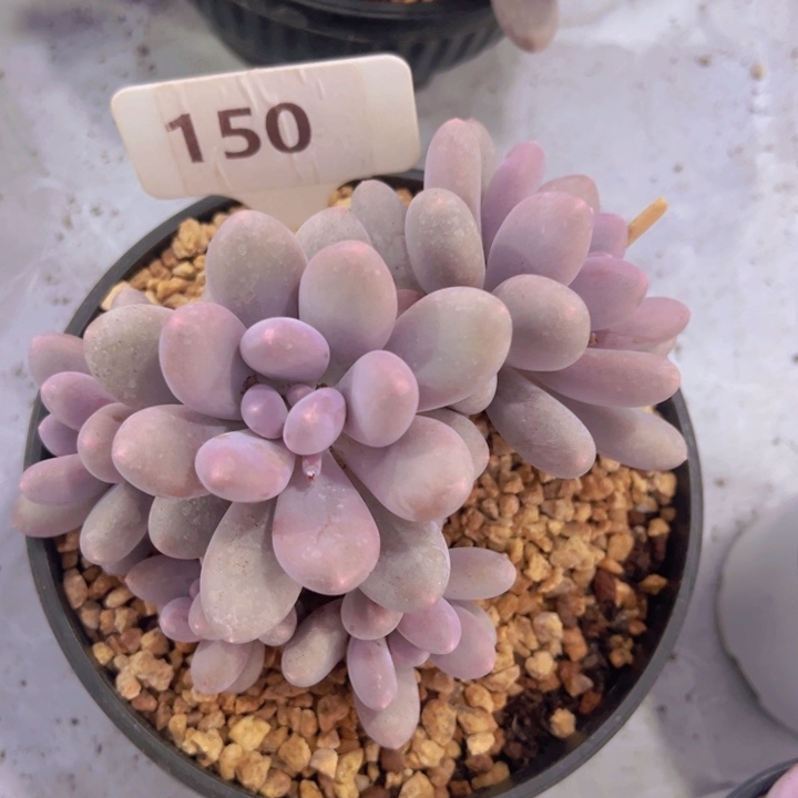 健健康康平平安安