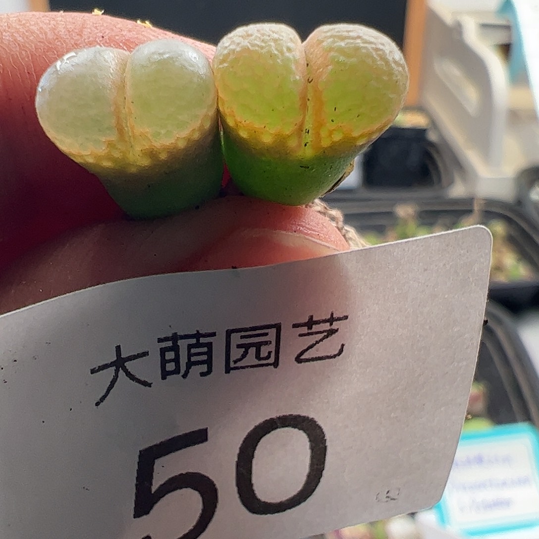 一物一拍帕法德10KM.  50