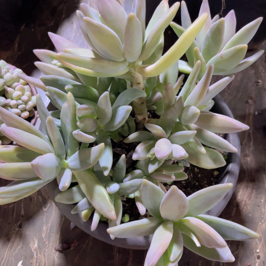 企鹅杂02211多肉植物