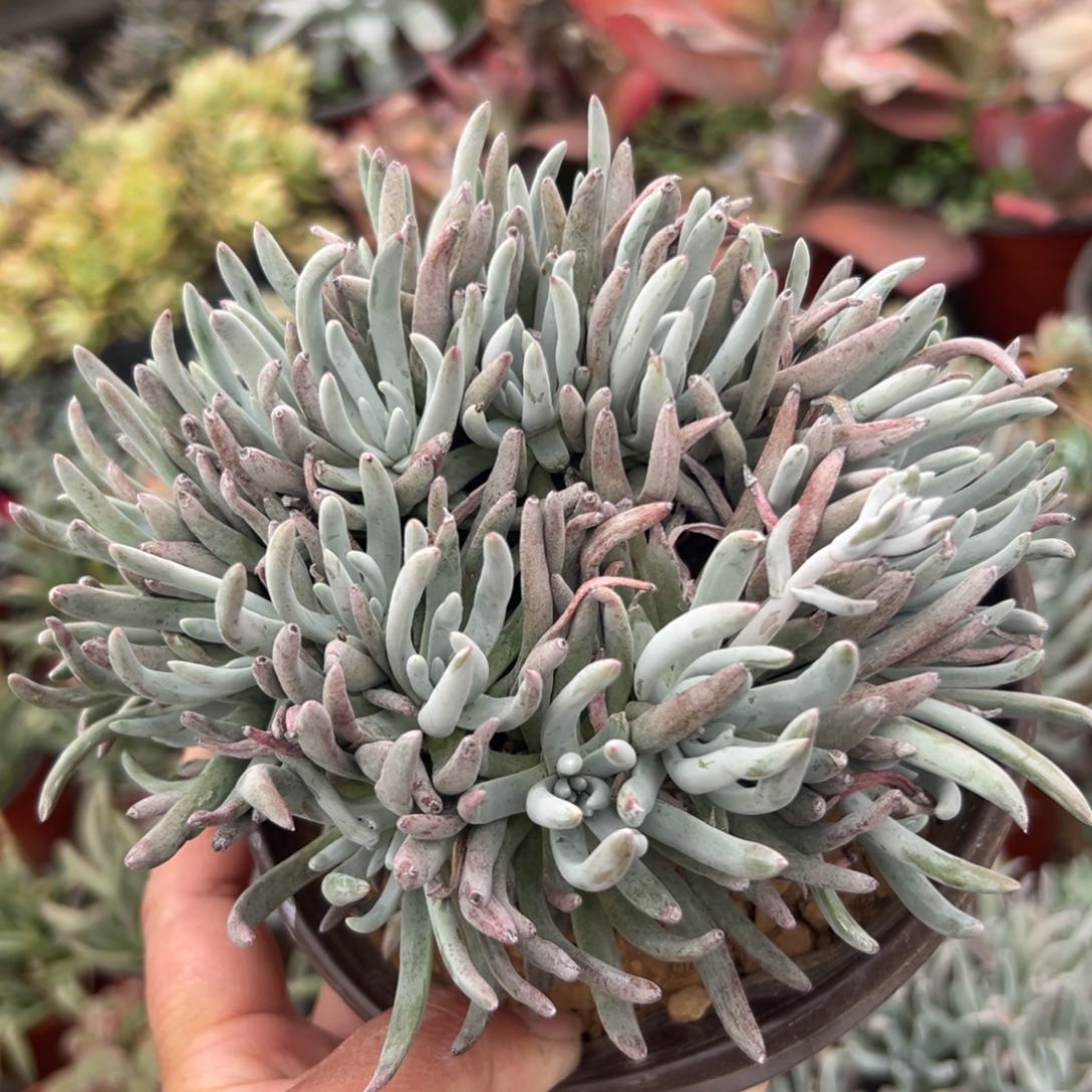 多肉植物爱杜丽丝