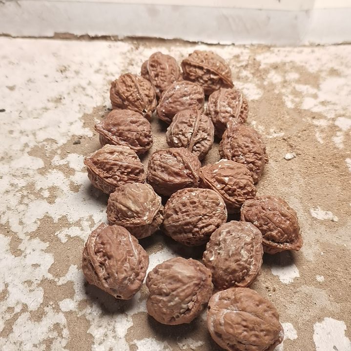 文玩核桃手串小**儿东北秋子异型籽30