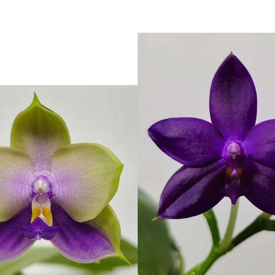 蓝色家族交蓝鹰  2寸（苗）  叶损少根 