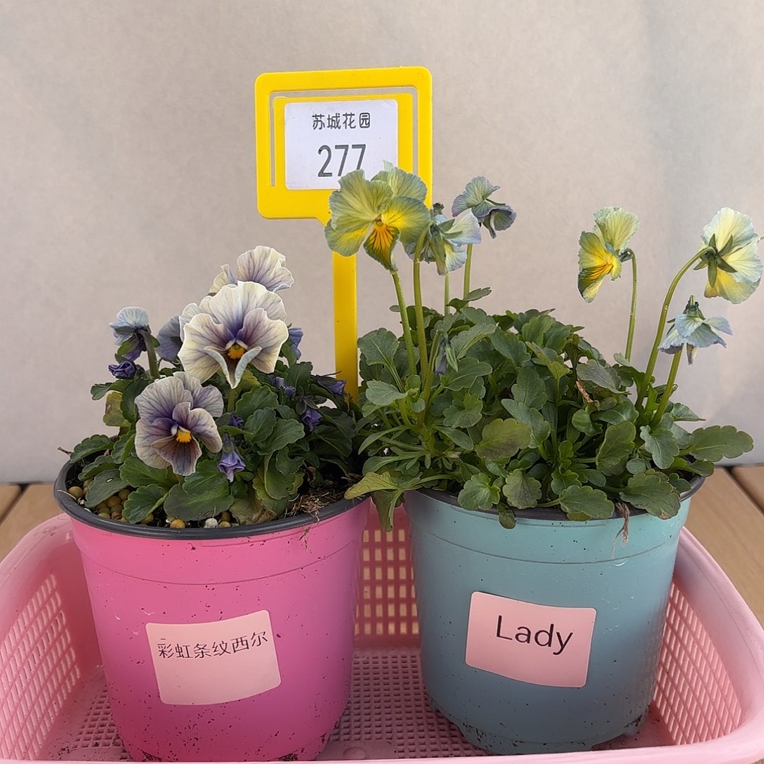 大部分开放少量花苞277