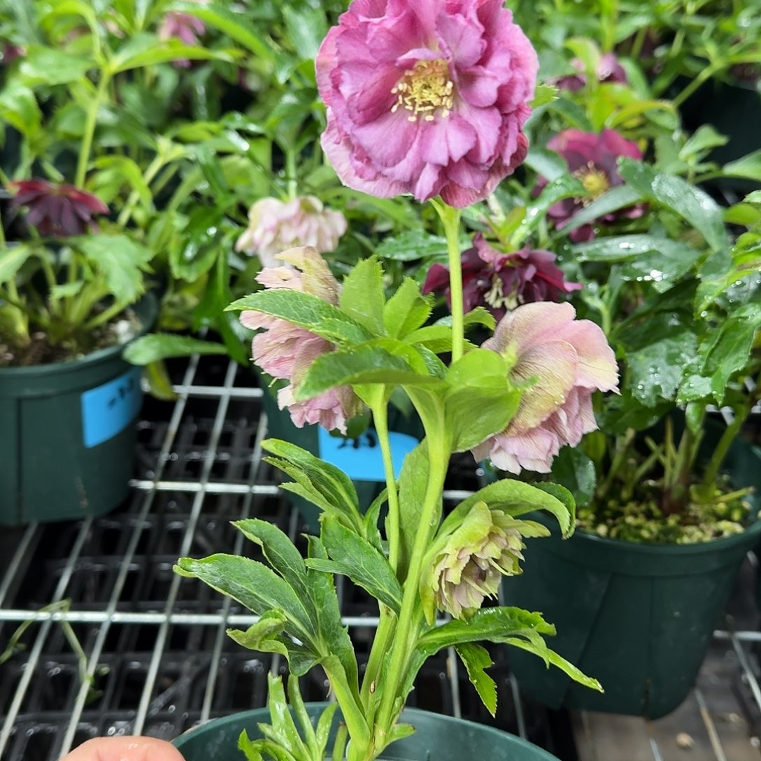 媛***媛少量花朵（建议范围：2朵-5朵 或40%以下）017