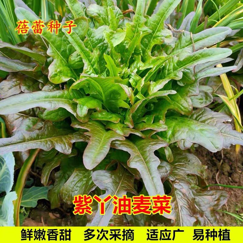 四季紫红开丫甜油麦菜种子/开叉紫色莴苣四季耐热秋春季蔬菜种子/