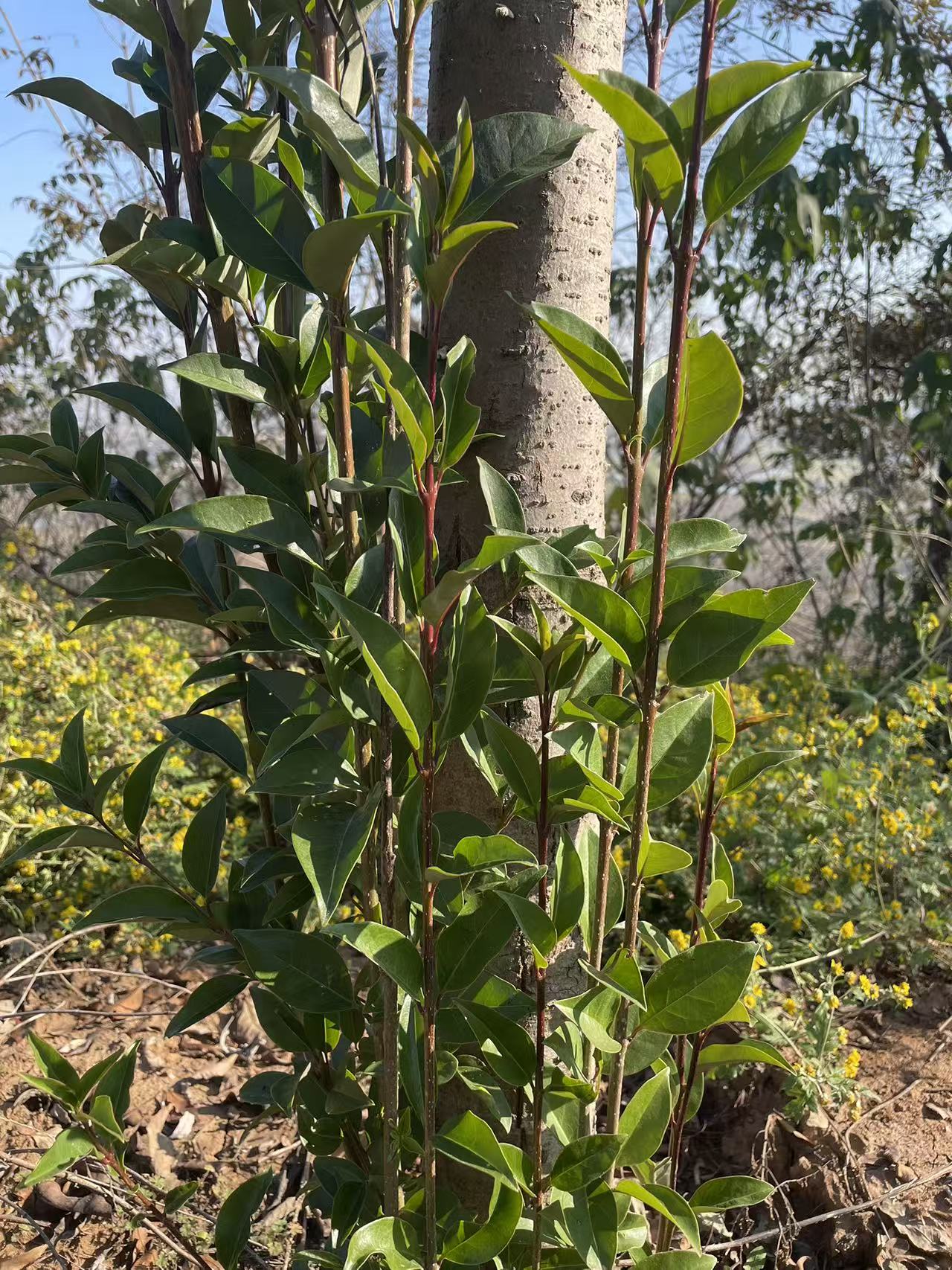 湖北恩施神农谷下血唐村神农树叶苗子