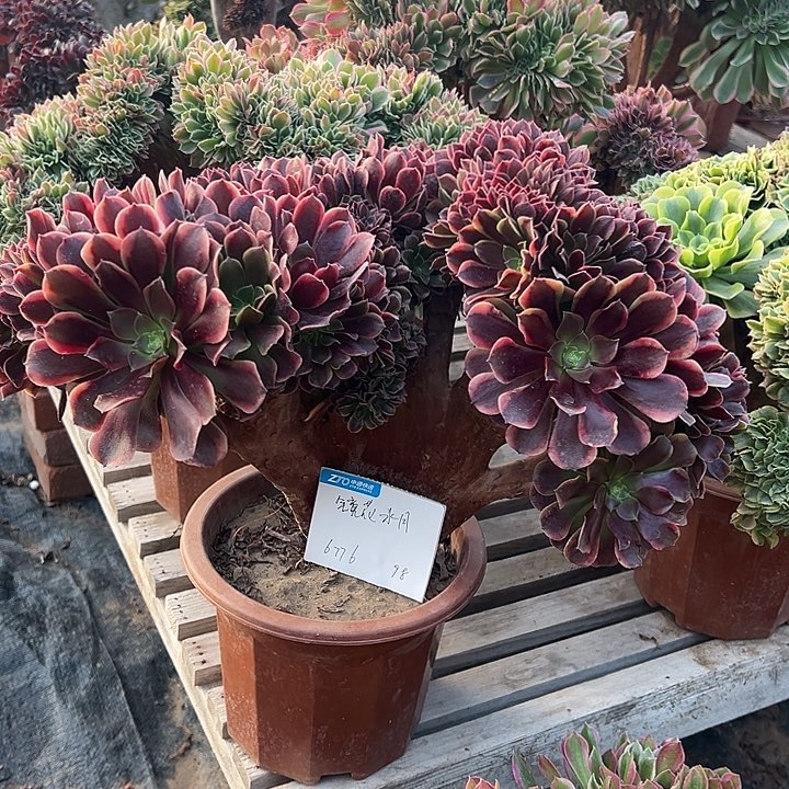 镜***月多肉植物欧嘉莉缀