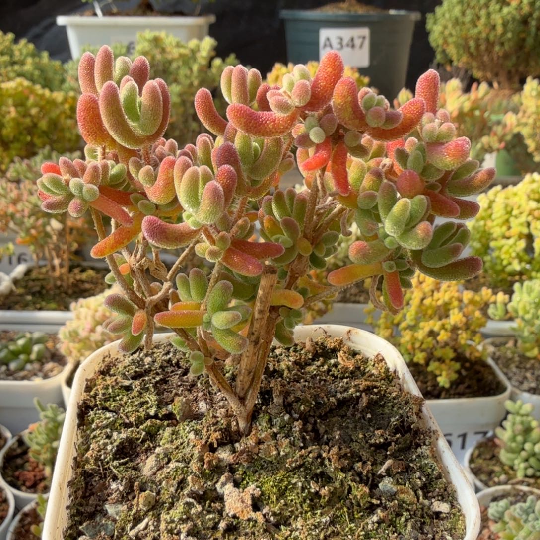 A630红叶枝干一物一拍