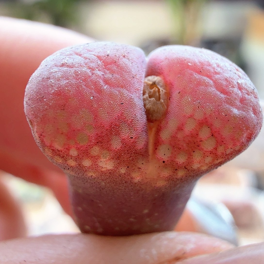 2.2.81/微瑕特/红风铃/多肉植物