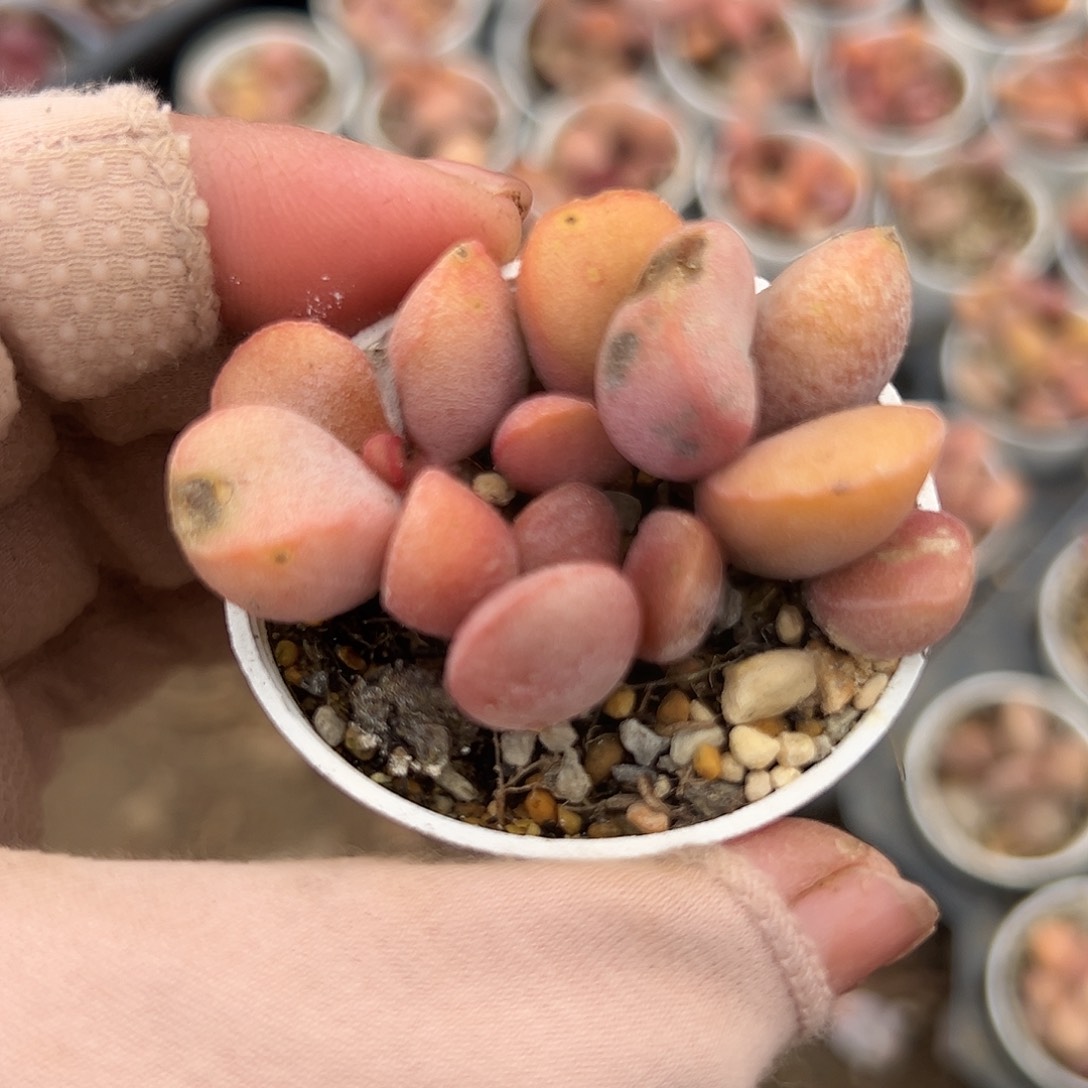 多肉植物多肉植物