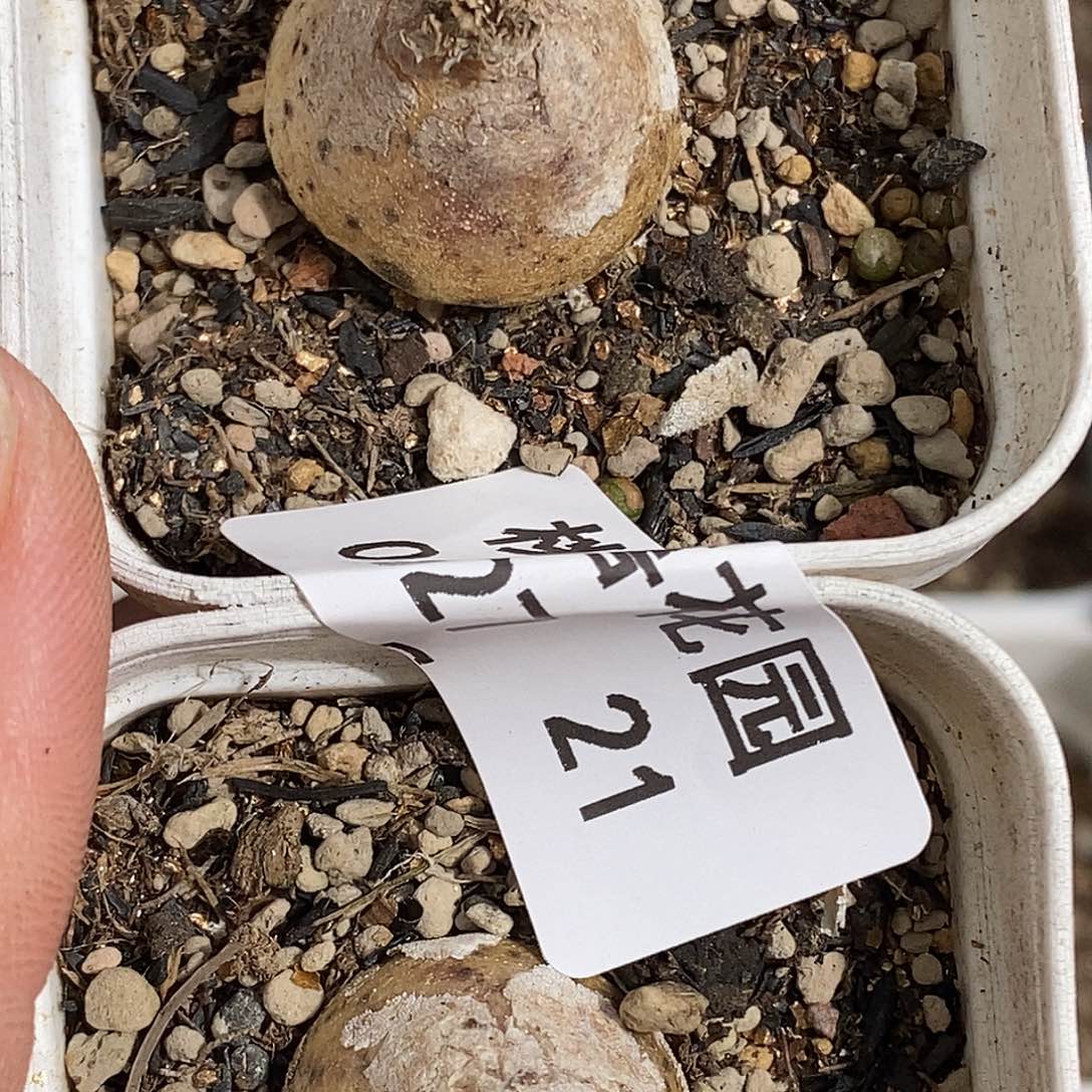 0827-21-灯泡福利两颗。  