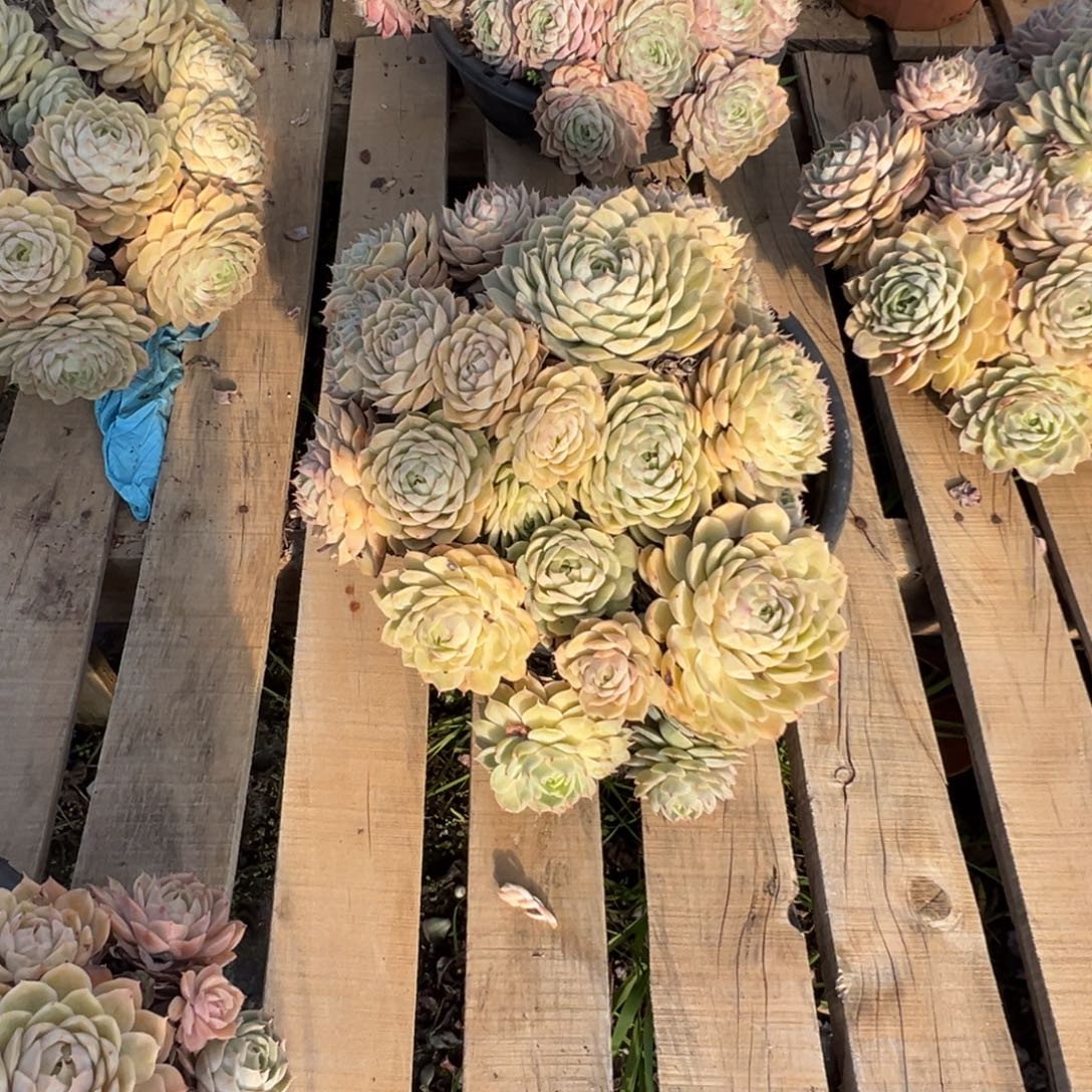 精品昂斯洛妖桩裸肉