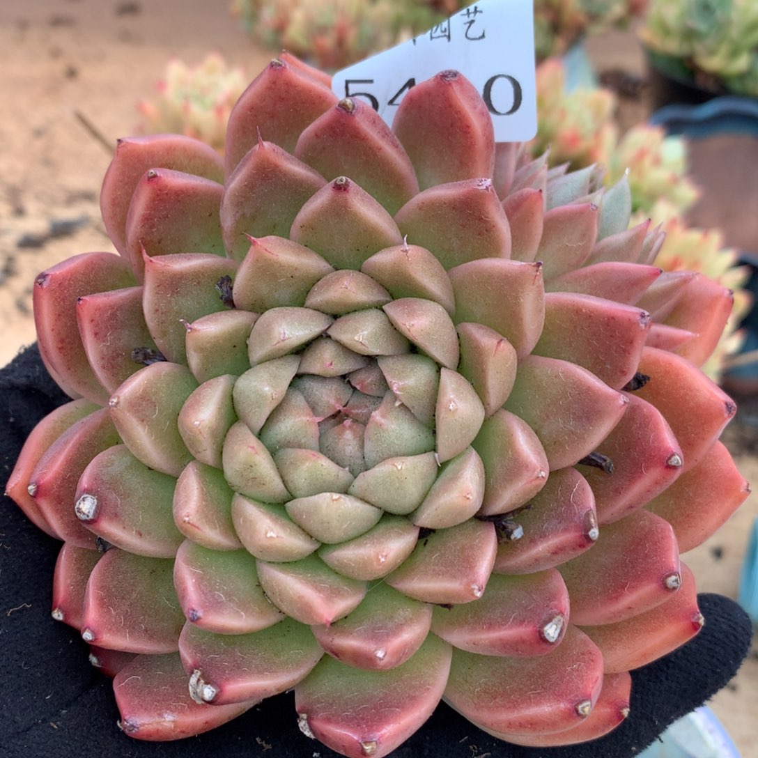 5430杂交多肉老桩