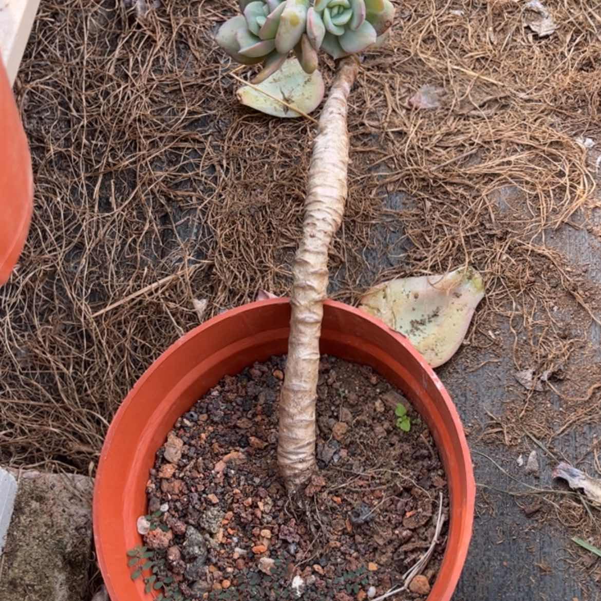 【闪购商品】无花朵*️****