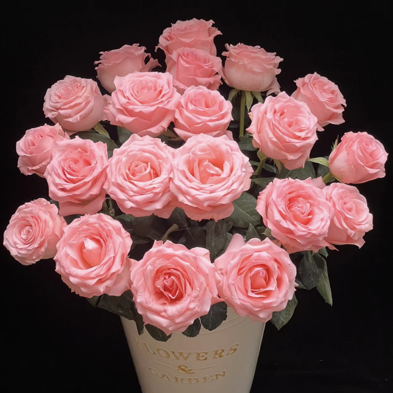 『戴安娜』高品质生活鲜花 单头玫瑰  全场一单包邮 两单顺丰