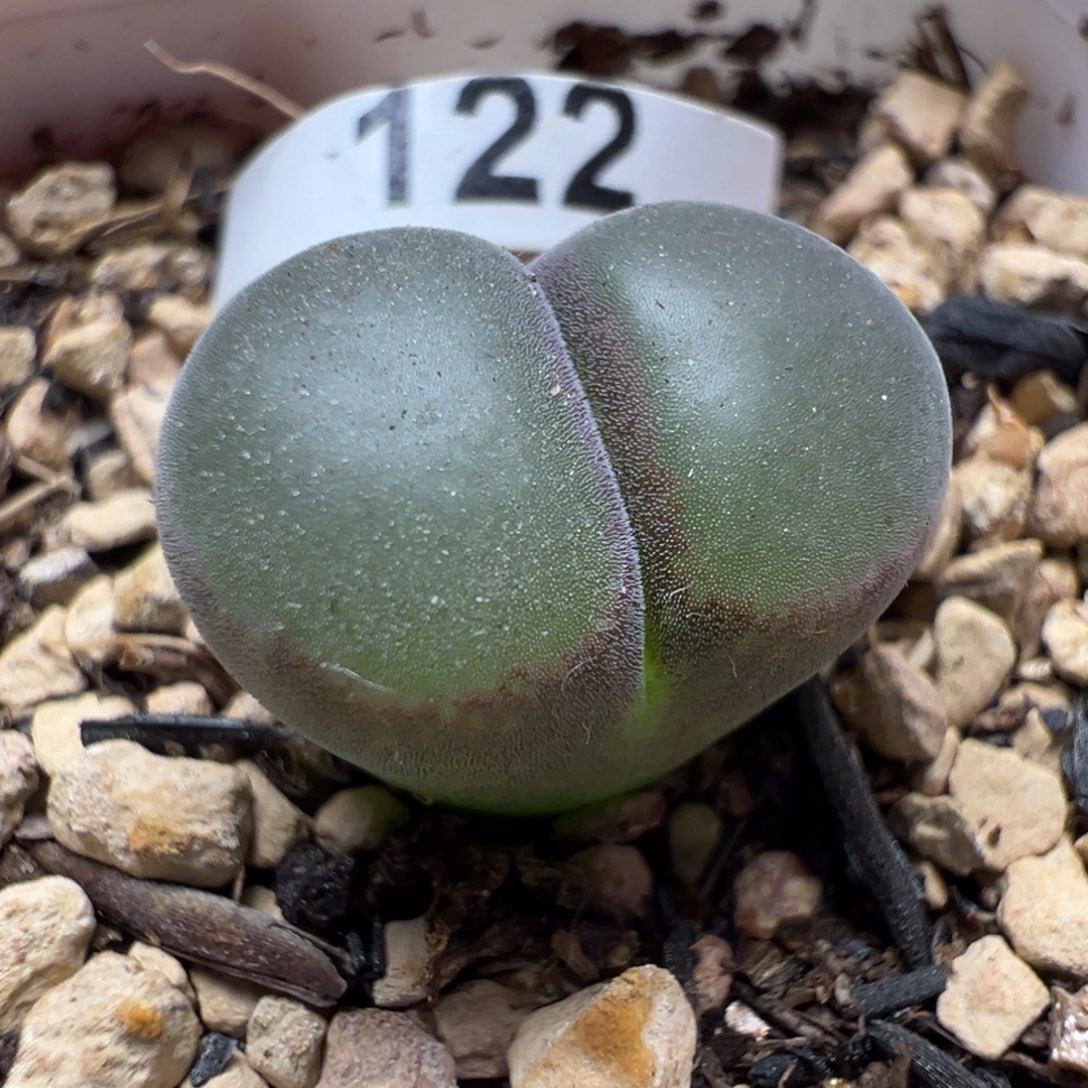 122粉红女郎母本一物一拍