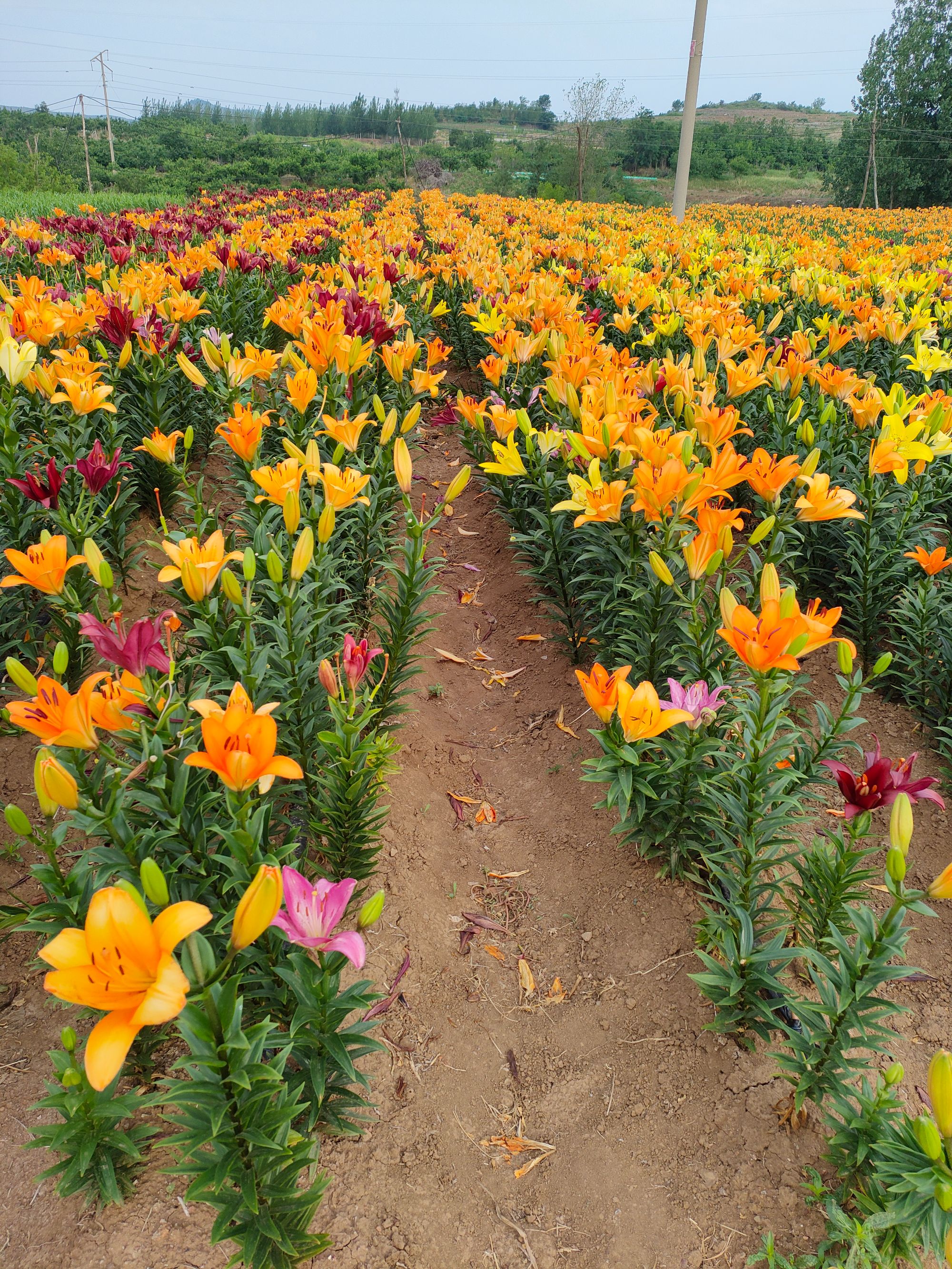 8个百合种球可盆栽地栽观赏鲜百合包邮